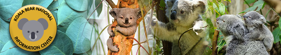 Koalas!